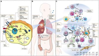 The Resistance Mechanisms of Lung Cancer Immunotherapy